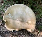 Ockergrauer Riesen-Streifling, Foto 7