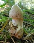Ockergrauer Riesen-Streifling, Foto 8