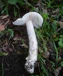 Ockergrauer Riesen-Streifling, Foto 11