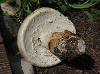 Ockerscheidiger Eierwulstling, Foto 7
