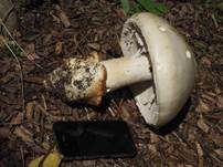 Ockerscheidiger Eierwulstling, Foto 8