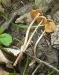 Ockerstreifiges Samthäubchen, Foto 14