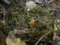 Ockerstreifiges Samthäubchen, Foto 17