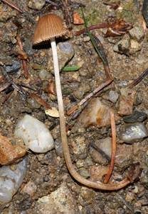 Ockerstreifiges Samthäubchen, Foto 6