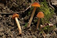 Ockerstreifiges Samthäubchen, Foto 7