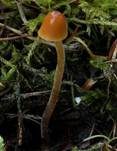 Ockerstreifiges Samthäubchen, Foto 10
