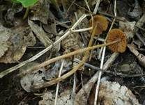 Ockerstreifiges Samthäubchen, Foto 11
