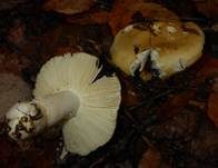 Ockertäubling, Foto 13