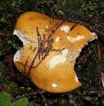 Ockertäubling, Foto 26