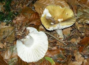 Ockertäubling, Foto 5