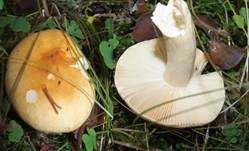 Ockertäubling, Foto 32