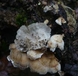 Ockertramete, Foto 3