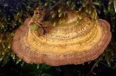 Ockertramete, Foto 11