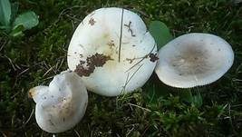 Blasser Täubling, Foto 6