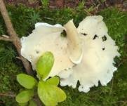 Ohrförmiger Seitling, Foto 26
