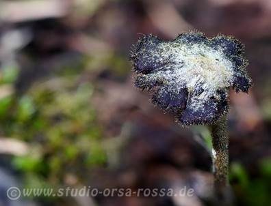 Ohrlöffel Stacheling, Foto 5