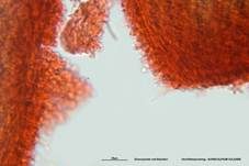 Ohrlöffel Stacheling, Foto 37