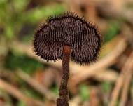 Ohrlöffel Stacheling, Foto 6