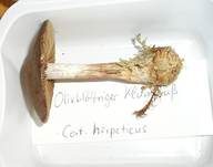 Olivblättriger Klumpfuß, Foto 8