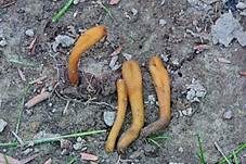 Olivbraune Erdzunge, Foto 5