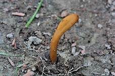 Olivbraune Erdzunge, Foto 6