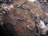 Olivbrauner Braunsporrindenpilz, Foto 7