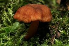 Olivbrauner Erlenmilchling, Foto 16