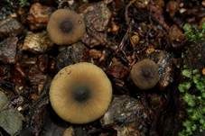 Olivbrauner Erlenmilchling, Foto 7