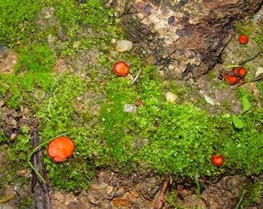 Olivfärbender Schildborstling, Foto 3