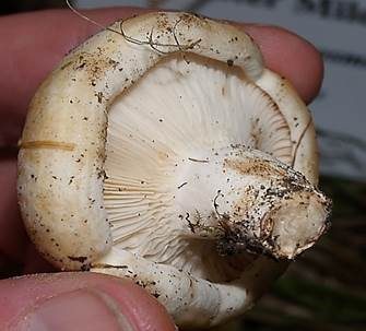 Blasser Zonenmilchling, Foto 3