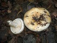 Blasser Zonenmilchling, Foto 12