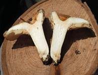 Blasser Zonenmilchling, Foto 15