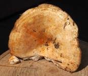 Blasser Zonenmilchling, Foto 18