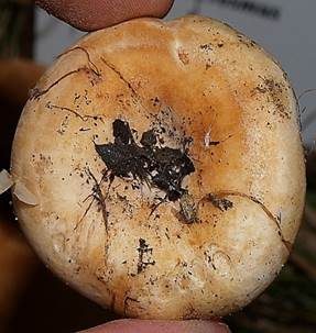 Blasser Zonenmilchling, Foto 4