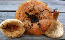 Blasser Zonenmilchling, Foto 8