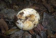 Blasser Zonenmilchling, Foto 9