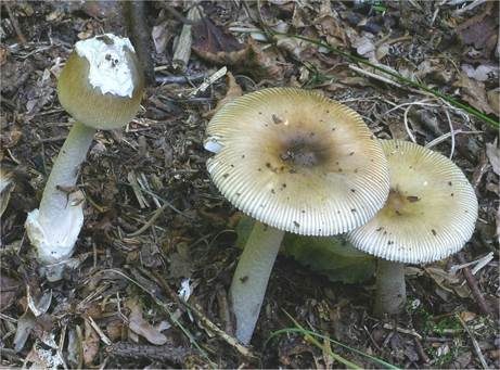 Olivgrauer Scheidenstreifling, Foto 2