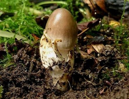 Olivgrauer Scheidenstreifling, Foto 3