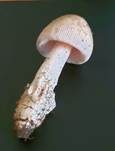 Olivgrauer Scheidenstreifling, Foto 4
