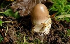 Olivgrauer Scheidenstreifling, Foto 5