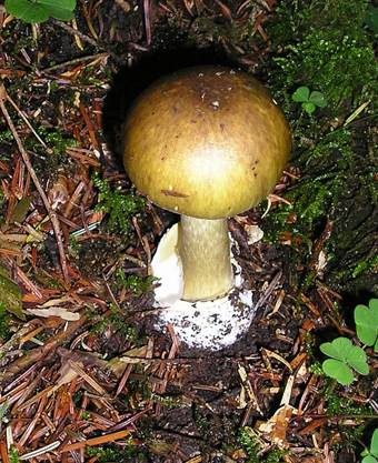 Olivgrauer Scheidenstreifling, Foto 11