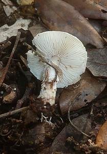 Olivgrauer Schirmling, Foto 2