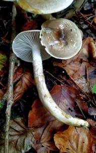 Olivgrauer Schneckling, Foto 3