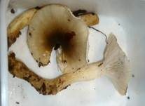 Olivgrauer Schneckling, Foto 6