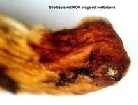 Olivgrauer Schneckling, Foto 8