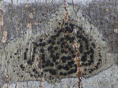 Olivgrüne Schwarznapfflechte, Foto 3