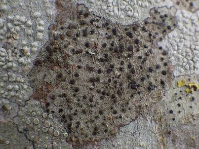 Olivgrüne Schwarznapfflechte, Foto 5