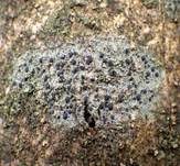 Olivgrüne Schwarznapfflechte, Foto 7