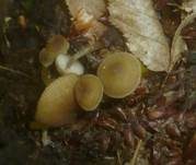 Olivschnitzling, Foto 12
