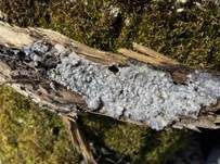 Opalfarbige Wachskruste, Foto 12